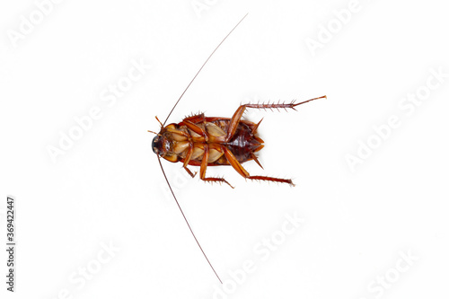 cockroach isolated on white background (top view) © Alek