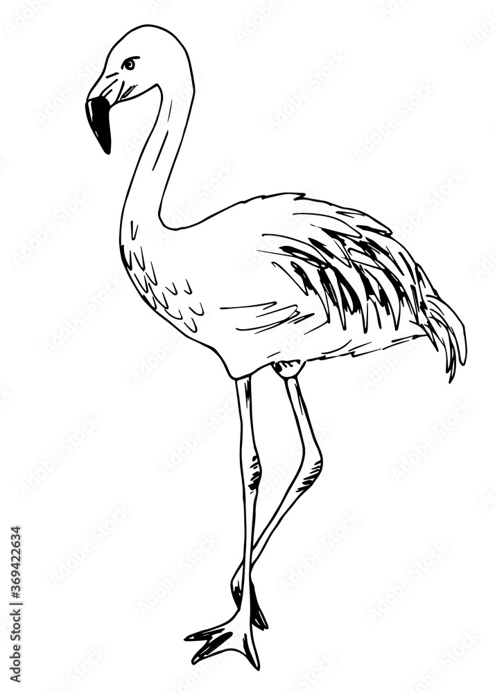 Hand-drawn vector illustration with black outline. Beautiful full-length flamingo bird isolated on a white background. Wildlife, ornithology, nature, zoo. Print, label. Ink drawing.