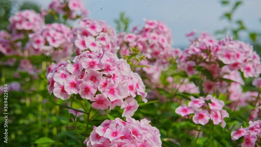 Close-up of colored pink phloxes flowers swaying in the wind in the garden. Close-up of colored pink phloxes flowers swaying in the wind in the garden.