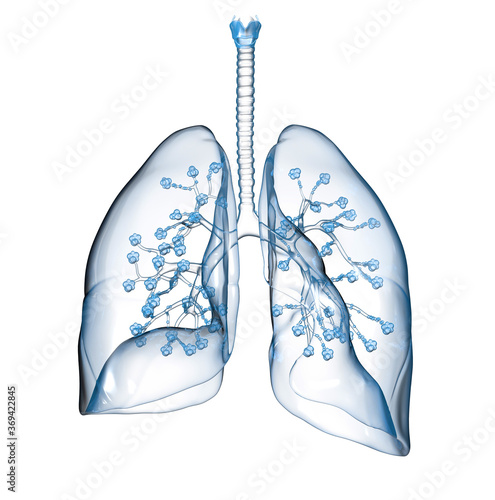 Human lungs with alveolus, medically 3D illustration photo
