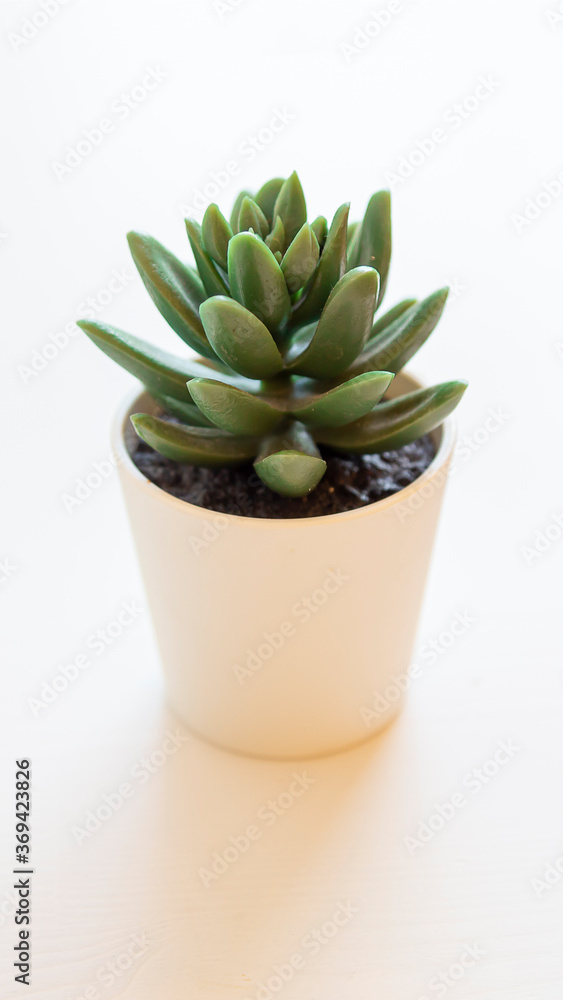 Artificial succulent plant in ceramic pot on counter beside wall