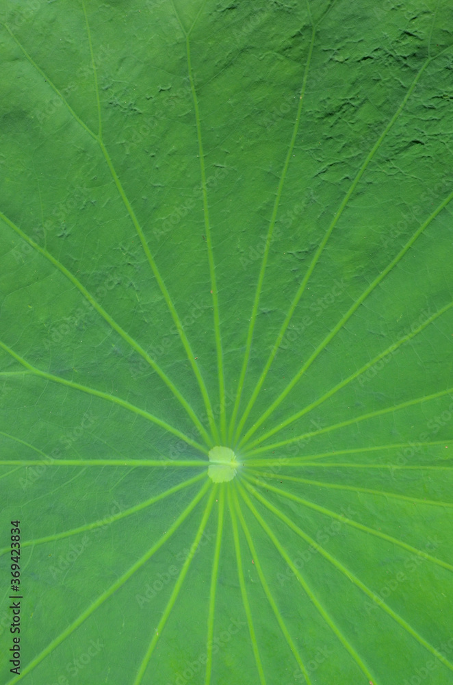 Beautiful lines from center point pattern of green lotus leaf texture Beautiful lines from center point pattern of green lotus leaf texture