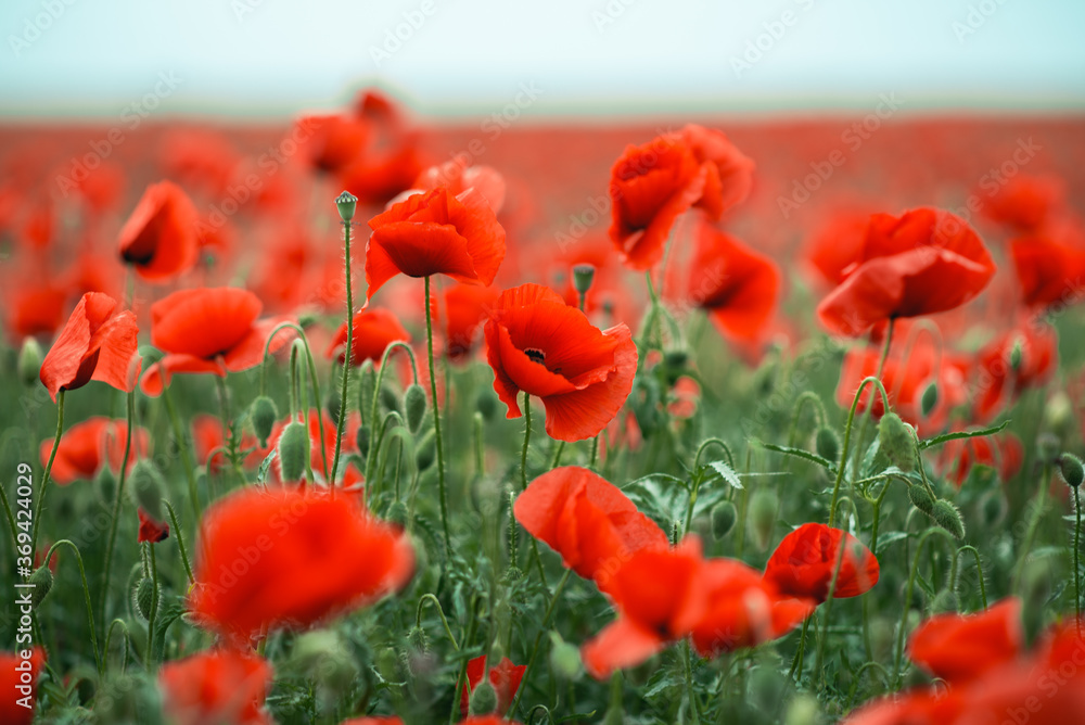 Obraz premium Red poppy flower in the field
