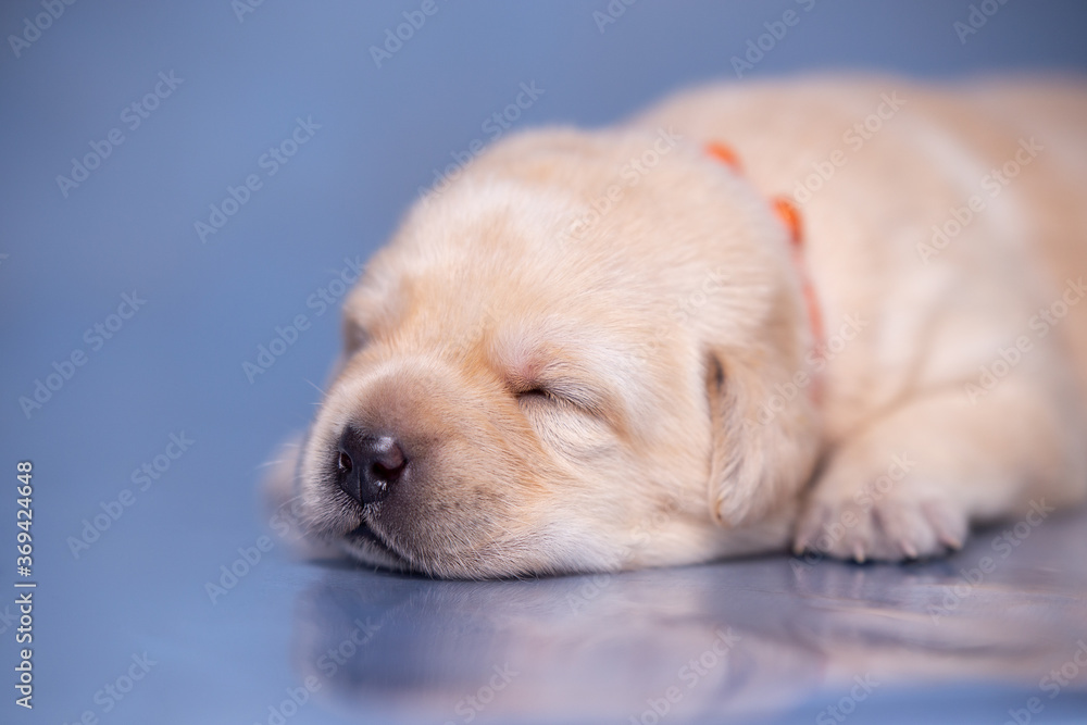 little labrador puppy lies on a glass surface in the studio.
