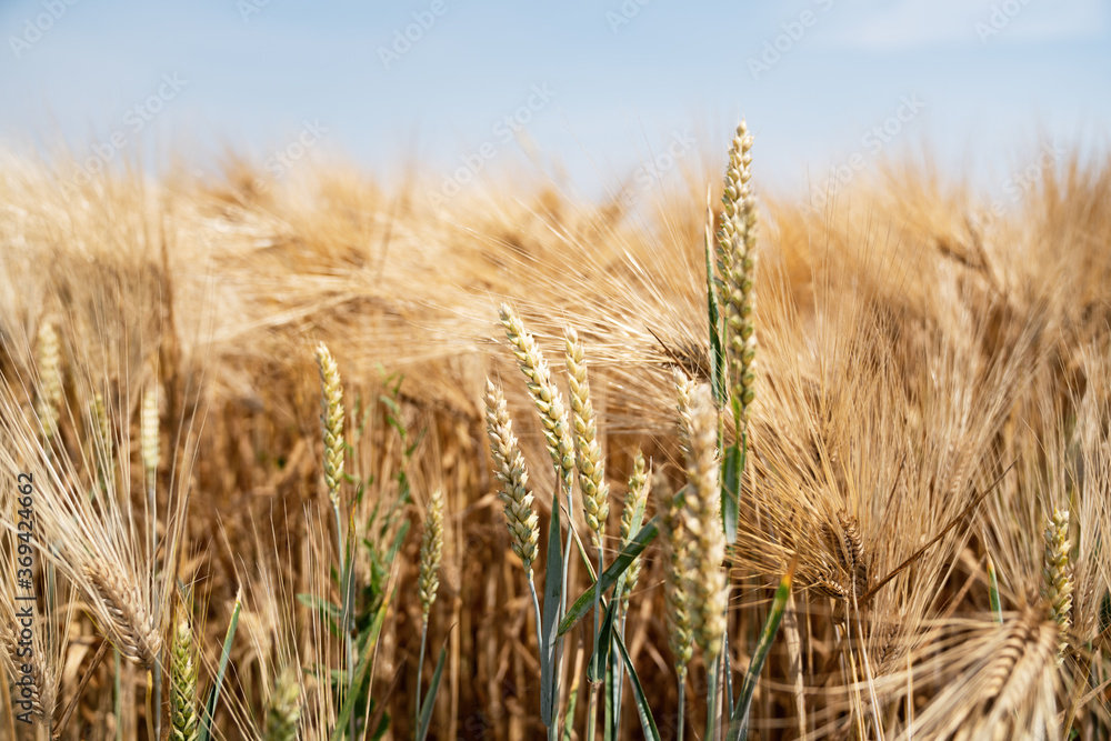 Yellow grain ready for harvest growing in a farm field Yellow grain ready for harvest growing in a farm field