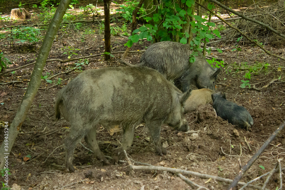 wild boars family in the forest in the swamp
wild boars family in the forest in the swamp