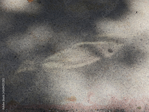 image of a fish, a reflection on the street