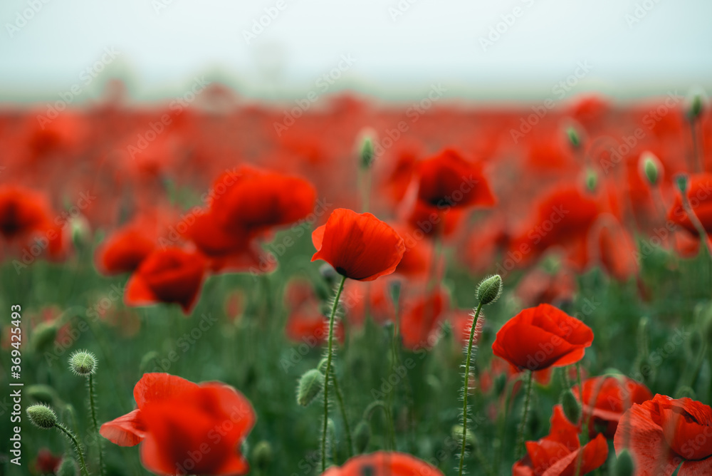 Fototapeta premium Isolated poppy flower in the poppy field