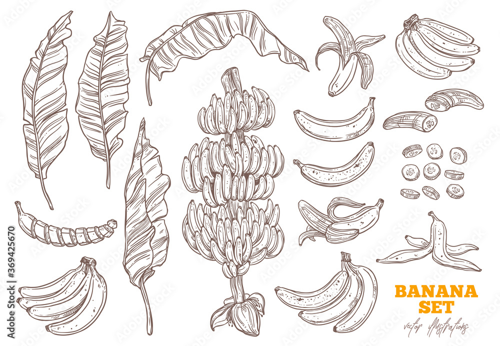 Bananas tree and ripe bunch and tropical fruit vector set. Palms foliage and leaves. Sketch hand drawn collection - obrazy, fototapety, plakaty 