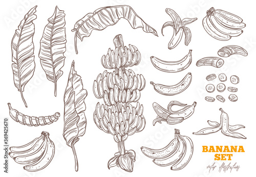 Bananas tree and ripe bunch and tropical fruit vector set. Palms foliage and leaves. Sketch hand drawn collection