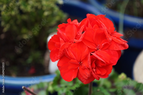 Red geranium flower in the garden, close up.