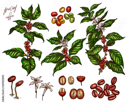 Coffee been ripening stages vector hand drawn illustration. Process of growing coffee plant. Sketch botanical isolated set. Engraving branches, berry and flower for design or background