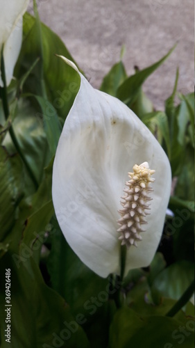 Anthurium flowers have long stamens. The petals are strong, very beautiful.