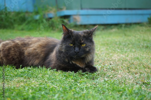 Cat on grass.
