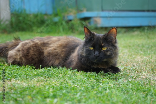 Cat on grass.