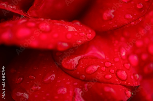 Rosenblätter Rose Blüte rot Wassertropfen Tau Makro Nahaufnahme Liebe Symbol Blütenblätter weich Farbe Erotik Sinnlichkeit Lust Rose feucht Hintergrund H2=