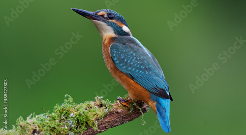 Photo kingfisher on the branch