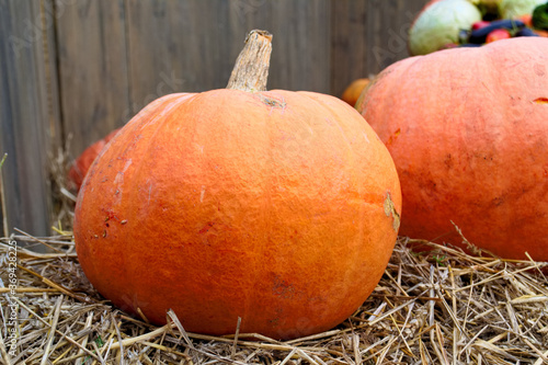 ripe pumpkin on a haystack with blurred background