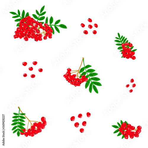 Red rowan illustration set. Red rowans hand drawn vector illustration collection. mountain-ashes, berry, flowers, leaves design template