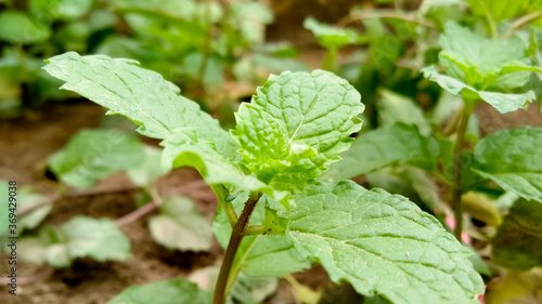 Wallpaper Mural New grown Mint plant Torontodigital.ca
