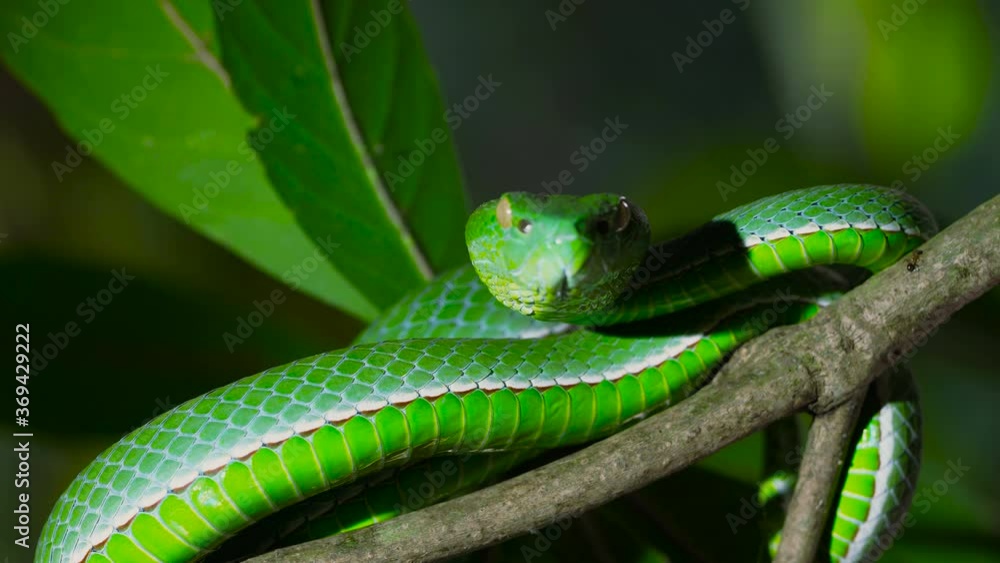 A venomous Vogeli green pit viper lies on a moving tree branchover the river. Wild nature stock footage. A venomous Vogeli green pit viper lies on a moving tree branchover the river. Wild nature stock footage.