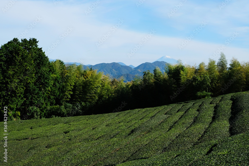 The organic tea field with fresh spring sprout overlooking the mount fuji at Fujieda, Japan.