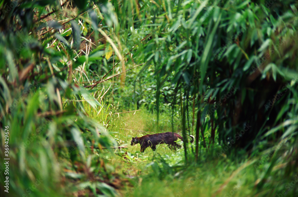 An Asian golden cat walking across the trail. An Asian golden cat walking across the trail.