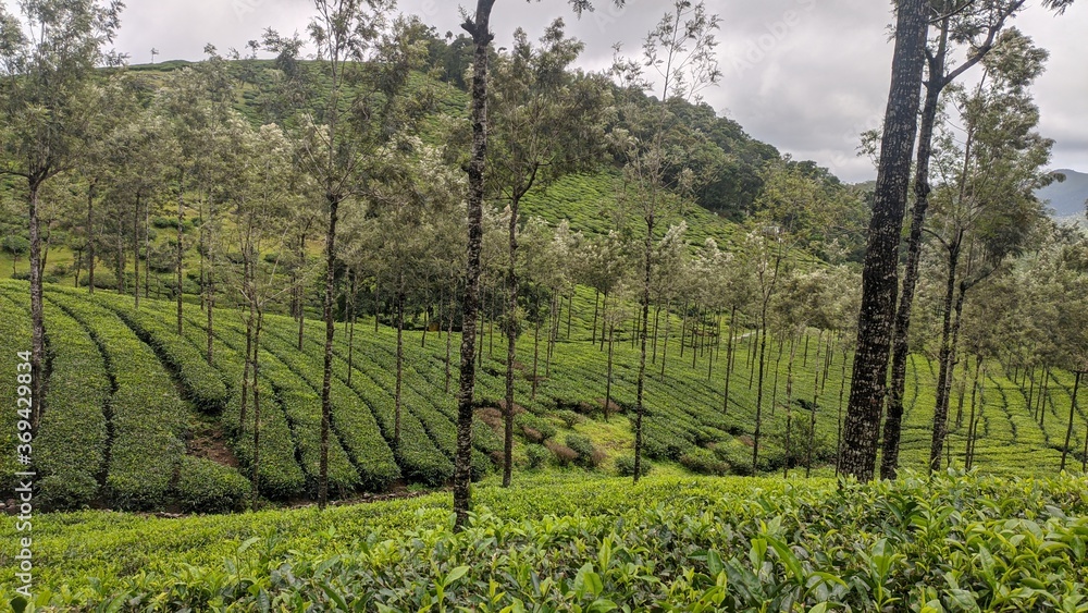 Naklejka premium Tea plantation