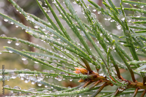 water drops on pine needles closeup selective focus
