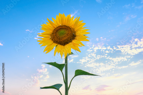 sunflower on blue sky