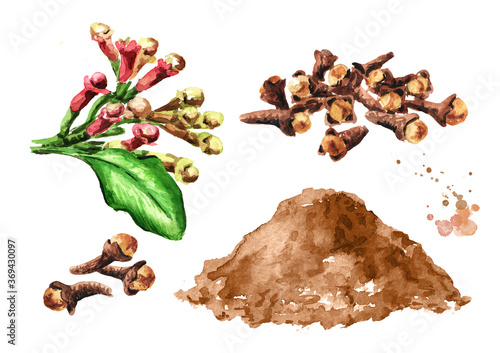 Clove buds and clove powder set. Hand drawn watercolor illustration, isolated on white background photo