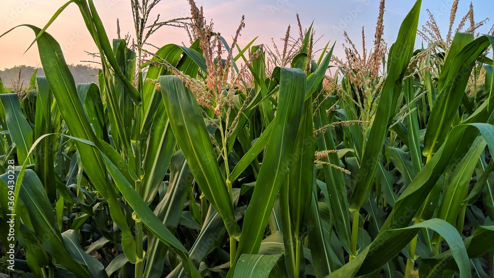 Fototapeta premium Corn plants in the fields in the morning
