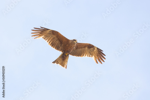 Black kite (Milvus migrans) © alexbush