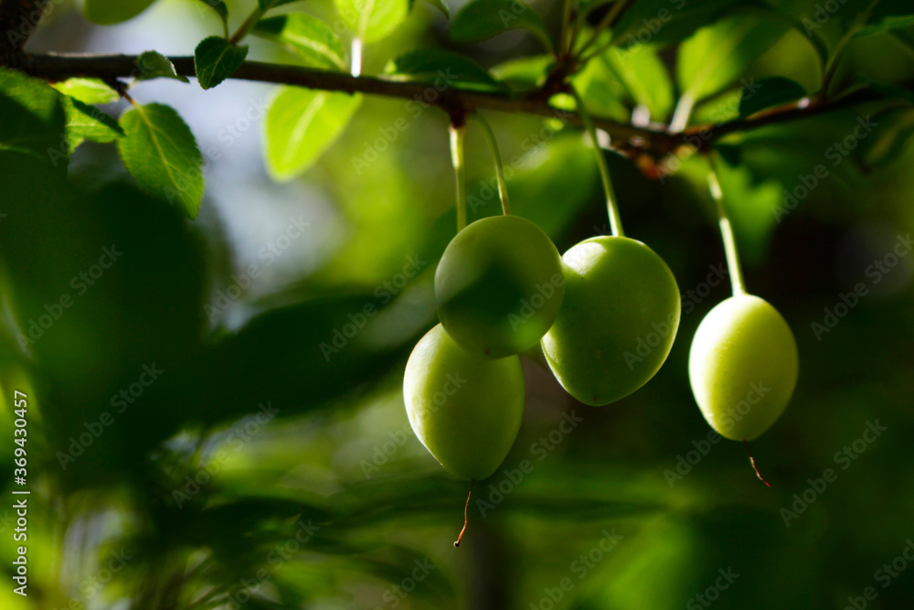 green plums on tree branch