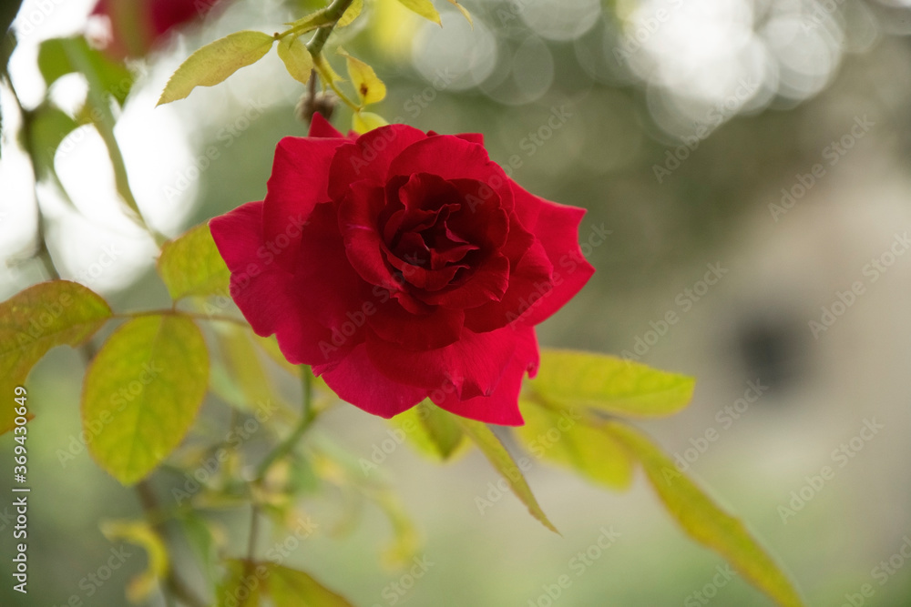 Obraz premium red rose with most beautiful colour