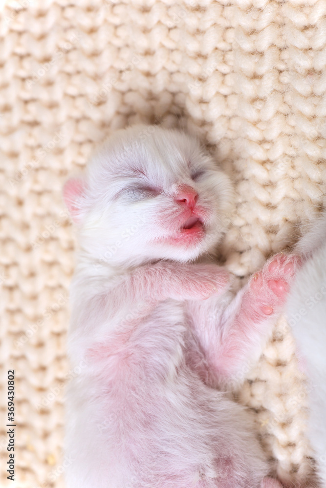 Very little kitten on the hand Very little kitten on the hand