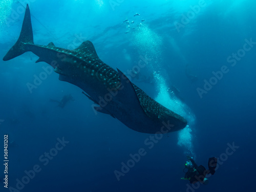 Whale shark surrounded by the divers, Oslob, Philippines. Selective focus