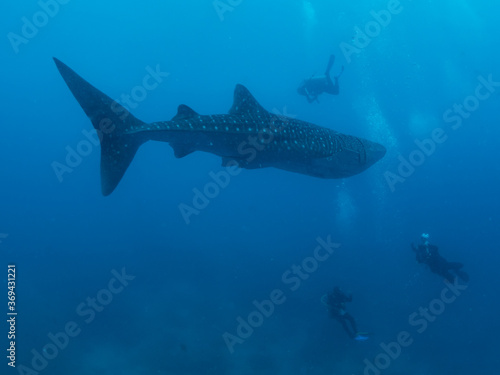Whale shark surrounded by the divers, Oslob, Philippines. Selective focus