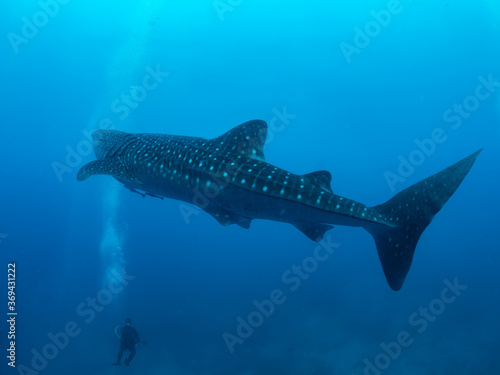 Whale shark and the divers, Oslob, Philippines. Selective focus © Beata