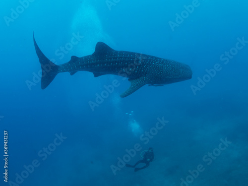Whale shark and the divers, Oslob, Philippines. Selective focus © Beata