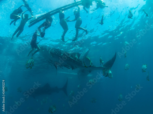 Whale shark approaching the surface and boat with snorkels, Oslob, Philippines. Selective focus