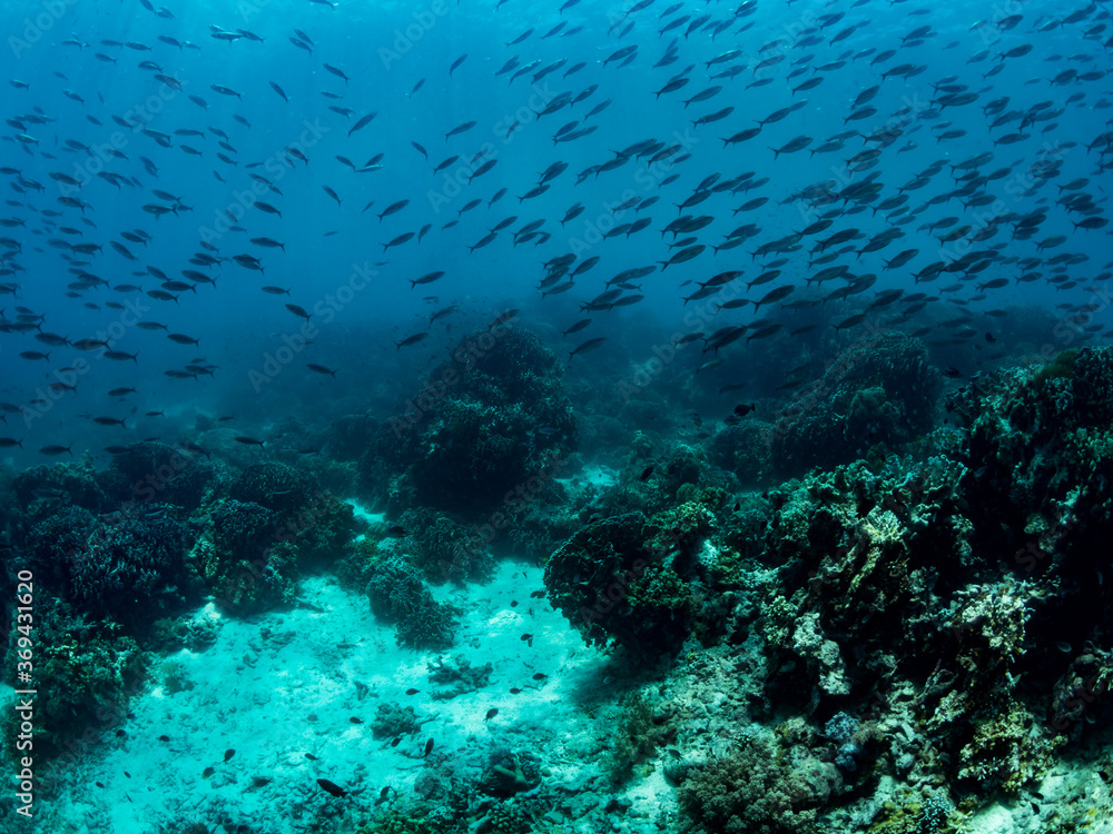 Fototapeta premium Colorful coral reef, underwater photo, Philippines.