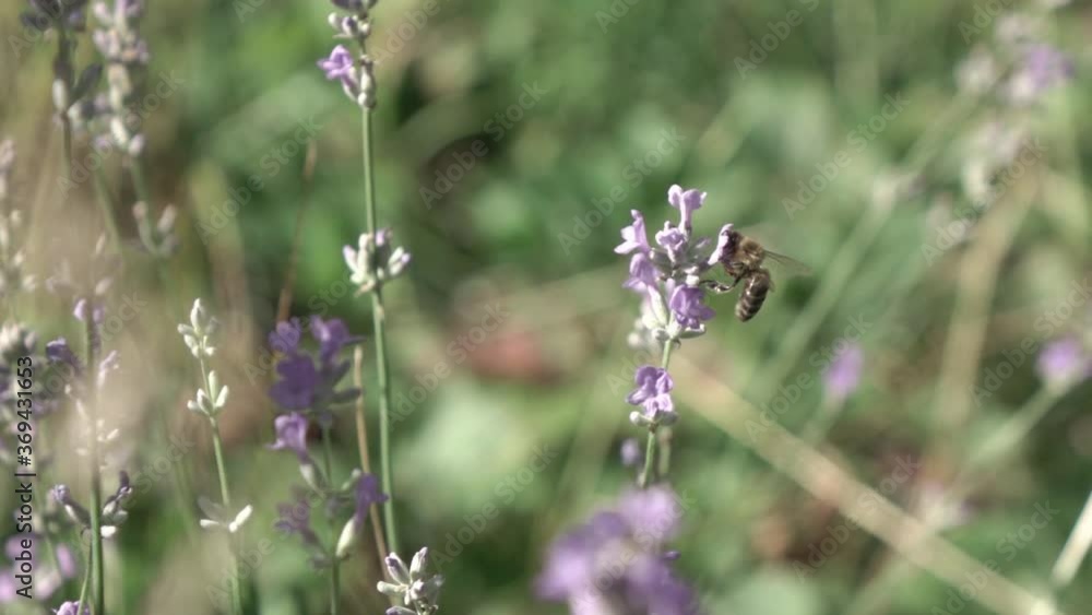 Honeybee is gathering honey or pollen on a beautiful lavender flowers. Honeybee is gathering honey or pollen on a beautiful lavender flowers.