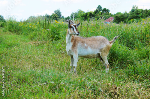 Fototapeta Naklejka Na Ścianę i Meble -  Goat grazing in the meadow, horizontal view. Animals, mammal, farm concept.