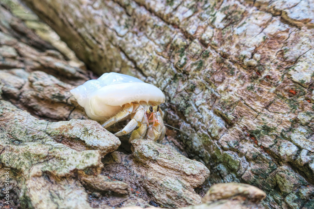 Beautiful crab. Shell. Sand. Beautiful wildlife Maldives. Beautiful crab. Shell. Sand. Beautiful wildlife Maldives.