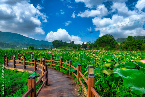 Wallpaper Mural The beauty of the lotus field in the morning.at Pocheon Seoul Korea. Torontodigital.ca