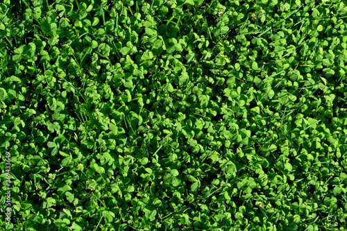 Grass and clover as green background, copy space