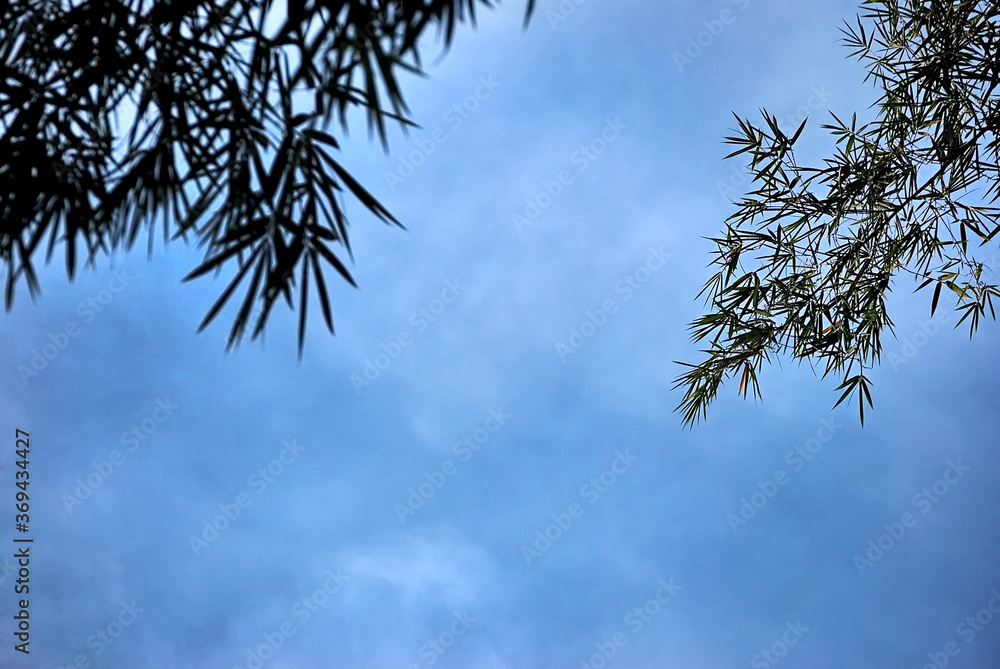 tree branches against blue sky tree branches against blue sky