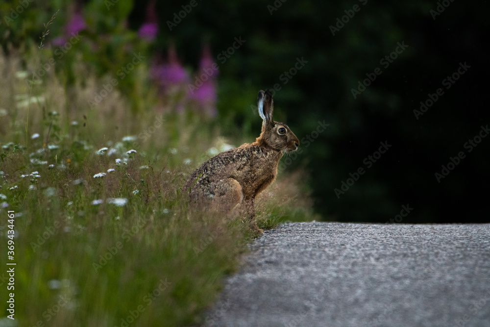 Naklejka premium Rabbit in the grass