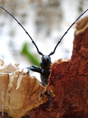 beetle on a branch © Vlad